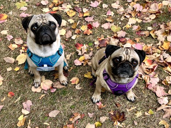 /Images/uploads/PUG NATION RESCUE OF LOS ANGELES/pugnation/entries/33611thumb.jpg